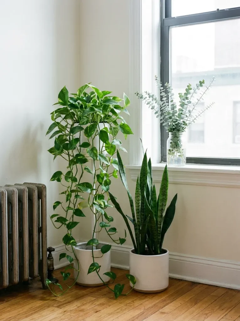 Pothos and snake plant near window